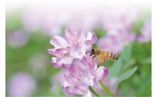 いわたの 国産天然はちみつ 250g 上百花 3本セット(化粧箱入り）