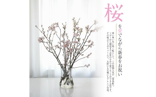 292R06-202503b　啓翁桜 約100cm×10本（3月中旬発送）