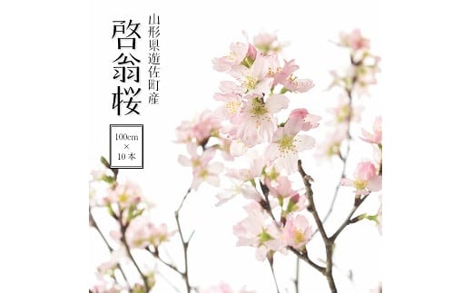 292R06-202503b　啓翁桜 約100cm×10本（3月中旬発送）