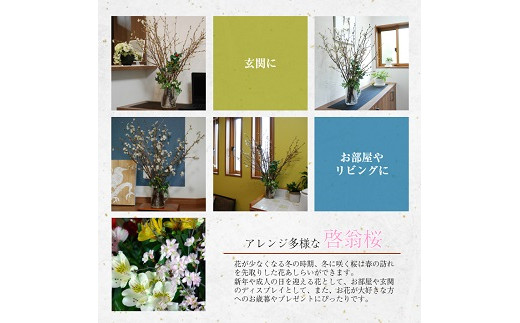 292R06-202503b　啓翁桜 約100cm×10本（3月中旬発送）