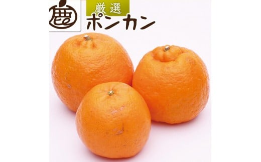 25【和歌山県産】ポンカン　約9kg サイズお任せ(2L〜3L) 予約】 産地厳選 国産 みかん ぽんかん 3kg (秀品/S-2L/常温便