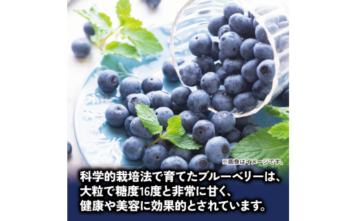 ブルーベリー  1kg 大粒 果物 フルーツ 採れたて 新鮮 果肉 果実 美容 健康 ジャム スイーツ ケーキ 徳島 阿波市