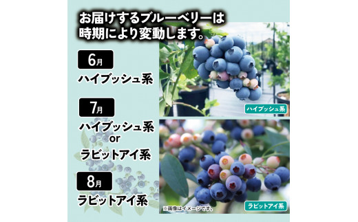 ブルーベリー  1kg 大粒 果物 フルーツ 採れたて 新鮮 果肉 果実 美容 健康 ジャム スイーツ ケーキ 徳島 阿波市