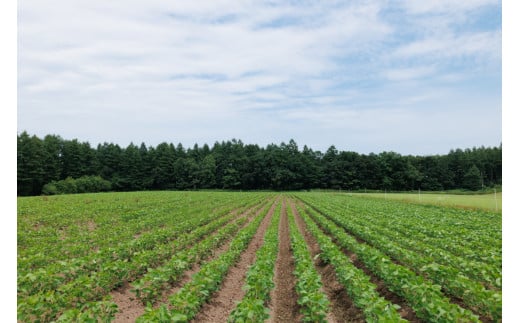 北海道芽室町 北海道産オーガニック大豆１００％使用大豆ミートミンチタイプ業務用１kg　me059-001c