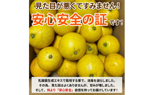 先行予約 訳あり 小夏3.5キロ（白浜農園の減農薬小夏）～訳ありには、訳がある～ 柑橘 みかん フルーツ 日向夏 果物 ワケあり 傷 訳 家庭用 自宅用 特産【R01152】