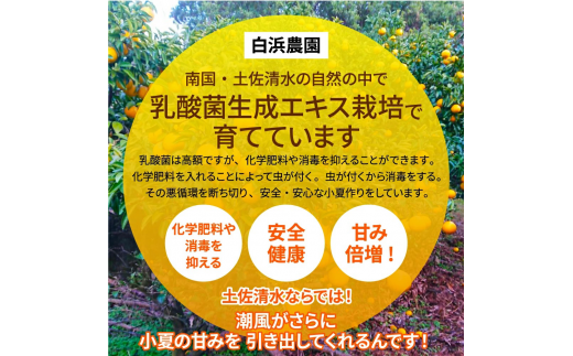 先行予約 訳あり 小夏3.5キロ（白浜農園の減農薬小夏）～訳ありには、訳がある～ 柑橘 みかん フルーツ 日向夏 果物 ワケあり 傷 訳 家庭用 自宅用 特産【R01152】