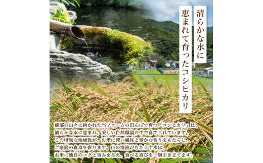 【定期便3回】【令和6年産】新米 減農薬コシヒカリ 精米 10kg 毎月お届け 3ヶ月【 定期便 米 コシヒカリ こしひかり 10キロ 10kg 精米 白米 こめ コメ お米 おこめ 農家直送 減農薬 低農薬 綾部 京都 森本ファーム 】