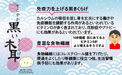 毎日の健康に！！　国産粉末白きくらげ 500g 【宮崎県・西都市産】＜8.5-2＞