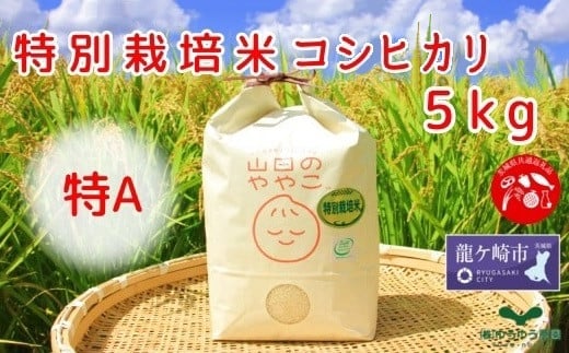 令和6年新米『山田のややこ』特別栽培米コシヒカリ 精米 5kg＜茨城県共通返礼品・河内町産＞ | 茨城県 龍ケ崎市 令和6年産 新米 食味 特A お米 ごはん 米 白米 ご飯 コシヒカリ JGAP認証 自然堆肥 特別栽培米 厳選米 人気 農家直送 産地直送 精米 おすすめ もっちり 冷めてもおいしい おにぎり お弁当 