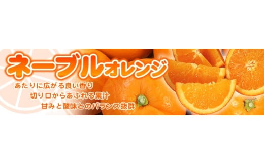 ネーブル 約7kg/サイズおまかせ　※2025年1月中旬～2025年2月上旬頃に順次発送予定(お届け日指定不可)　紀伊国屋文左衛門本舗【kstb430A】