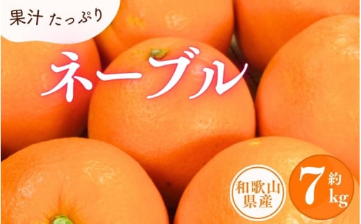 ネーブル 約7kg/サイズおまかせ　※2025年1月中旬～2025年2月上旬頃に順次発送予定(お届け日指定不可)　紀伊国屋文左衛門本舗【kstb430A】