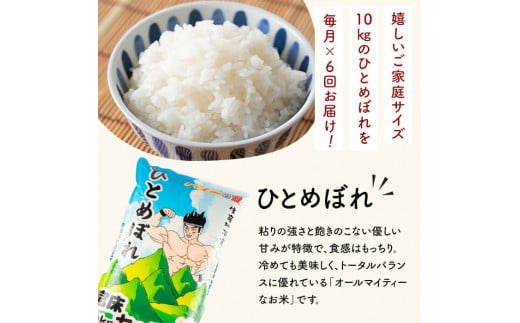 ＜6か月定期便＞ひとめぼれ 60kg お米 おこめ 米 コメ 白米 ご飯 ごはん おにぎり お弁当 宮城産 頒布会【赤間農業開発株式会社】ta301