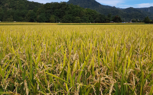 【令和6年産 新米】（精米10kg）そうのみのり『ななつぼし』北海道有珠山エリアの高品質米 【 ふるさと納税 人気 おすすめ ランキング 北海道産 壮瞥 精米 高品質 新米 米 白米 ななつぼし 甘い おにぎり おむすび こめ 贈り物 贈物 贈答 ギフト 大容量 詰合せ セット 北海道 壮瞥町 送料無料 】 SBTD005