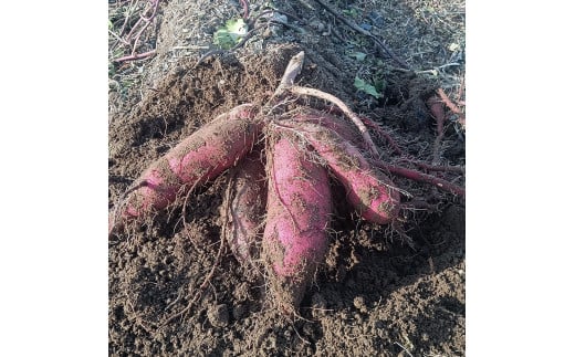 新潟県 加茂市産 姫あやか 【家庭用】 2.5kg 《順次発送》 人気 さつまいも 訳あり 家庭用 さつまいも 熟成 さつまいも しっとり甘みの強い さつまいも 焼き芋 焼芋 スイートポテト 加茂市 織原農園