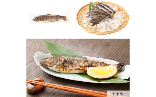 阿蘇から届く かわべの湧水やまめ (内臓処理済8匹・串8匹)