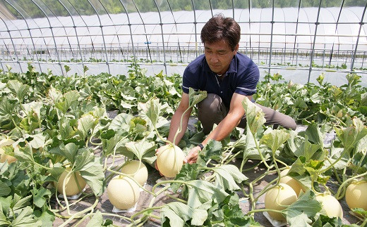 【2025年発送】中富良野産　黄美香（青肉）メロン2玉　3.2kg以上