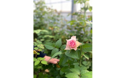 フラワー　花　バラ　バラ園　アレンジメント　お届け便　山口県