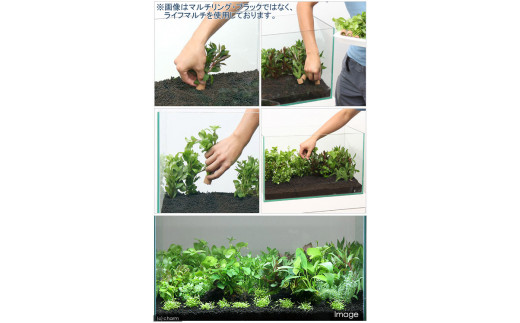 水草 置くだけ簡単 おまかせ 有茎草10種 (計10個) 水上葉 マルチリング（黒）アヌビアスナナ  群馬県 千代田町 インテリア ナチュラル 自然 リラクゼーション 室内栽培 プレゼント 送料無料 趣味 緑 人気 オススメ 初心者 玄関 リビング 水槽 アクアリウム 株式会社チャーム