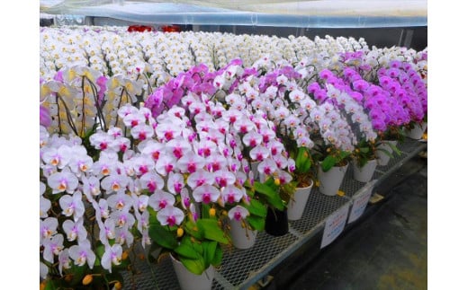 【胡蝶蘭5～7本立ち9.5寸】生産農家直送の胡蝶蘭【鉢花】【 胡蝶蘭 花 お花 神奈川県 開成町 】