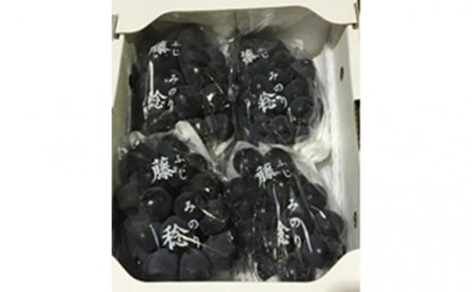 [№5911-0085]種なし大粒ぶどう「ふじみのり」　約2kg