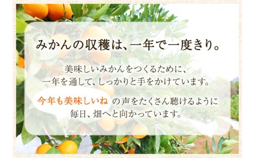 木成り完熟 温州 みかん ミックスサイズ 約 10kg まるまつ農園《12月上旬-1月上旬頃より出荷》 和歌山県 日高川町 温州みかん みかん 完熟