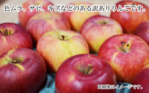 [No.5657-3612]シナノスイート 訳ありりんご 約3kg (約6～12玉)  《黒岩果樹園》■2024年発送■※10月上旬頃～11月上旬頃まで順次発送予定