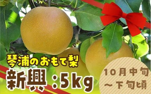 数量限定 鳥取県産梨 新興（しんこう） 5kg（10～12玉）