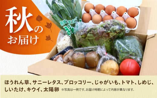 【全6回定期便・偶数月のみお届け】 卵付き野菜セット 野菜 果物 キノコ 8品目 ブランド卵10個 詰め合わせ 少人数世帯向け レギュラーサイズ 長崎県/吉岡青果 [42ACAF008] フルーツ キノコ 新鮮 セット 詰め合わせ 詰合せ 定期便 産地 直送 国産 季節の野菜 ひとりぐらし 一人 ふたりぐらし 二人 太陽たまご 太陽卵 たまご 玉子 野菜の定期便 野菜詰め合わせ