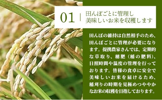 【新米発送】令和6年産 幸手市産 コシヒカリ 玄米10kg 色彩選別済 Brown Rice - お米 米 こしひかり 玄米 10kg 埼玉県 幸手市