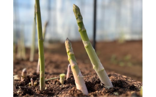 【先行受付　令和8年3月より順次発送】 野菜ソムリエサミット 2024年3月度『金賞』受賞 《梅村農園のアスパラガス》 1kg 174-B538