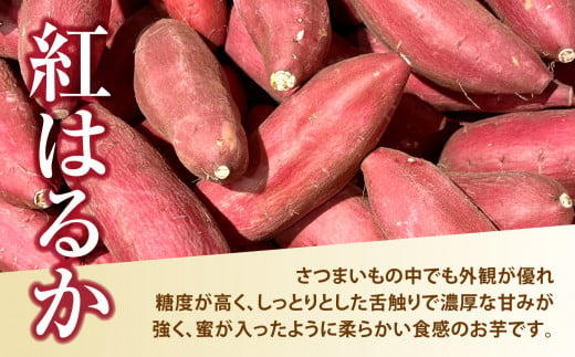 訳あり さつまいも 紅はるか 5kg 無農薬 規格外 不揃い サイズ混合 | さつまいも紅はるか 土付き サツマイモ スイートポテト おやつ 芋 さつま芋 福島県 大玉村 八起農園 ｜ yn-sm-wa‐b-5kg-r6 