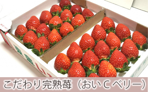 No.154 こだわり完熟苺（おいCベリー）900g ／ イチゴ いちご 果物 千葉県