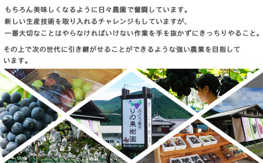 予約受付 ＜旬のブドウ「ピオーネ」約2kg＞ 選べる 果物 フルーツ ぶどう 葡萄 甘い おいしい 期間限定 季節限定 食べて応援 特産品 愛媛県 西予市【冷蔵】