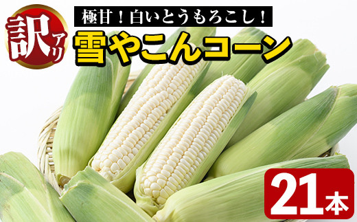 訳あり！数量限定！極甘！白いとうもろこし「雪やこんコーン」(21本) 国産 トウモロコシ 玉蜀黍 ホワイト コーン 野菜 糖度 夏 イネ科 数量限定 期間限定 訳アリ【うとさんち】a-23-18-z