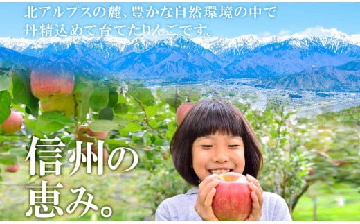 ＜25年発送 先行予約＞長野県産 りんご シナノスイート 訳あり 約3kg リンゴ 旬 フルーツ 訳アリ 林檎 果物 規格外 自家用 産地直送 農園 産直 お取り寄せ もぎたて 採れたて 送料無料 堀田農園 信州 大町市