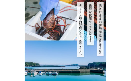 伊勢海老 活伊勢海老 約1kg サイズおまかせ 伊勢えび 伊勢エビ いせえび イセエビ 海老 えび エビ お正月