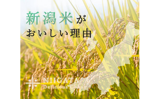 米 定期便 7kg×6か月 (計 42kg) 新潟県産 コシヒカリ 令和6年産 精米したてをお届け 新潟のど真ん中 見附市 こしひかり