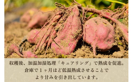 【新潟県加茂市七谷産】紅あずま 11kg（M〜LLサイズ）さつまいも《11月中旬〜順次発送》人気品種 ほくほく食感と濃厚な甘み 低温熟成  スイートポテトや天ぷら、焼き芋に 加茂市 YAGOROU ヤゴロウ