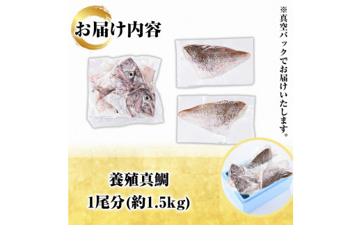 鮮度抜群！養殖真鯛(1尾分・約1.5kg) 鯛 真鯛 魚貝 魚介 海産物 刺身 焼き魚 煮つけ 真空パック【さるがく水産】a-14-43-z