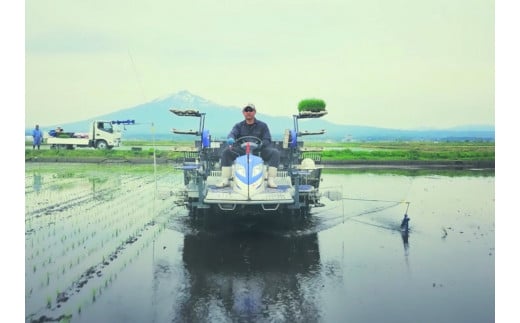 青天の霹靂 (特別栽培米) 白米10kg 令和6年産 青森県産米 [お申込み後に精米]｜2024年産 新米 つがる市 お米 米 こめ へきれき 白米 精米 特栽米 ブランド米 [0760]