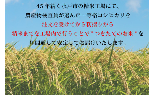 【令和6年産】茨城県産コシヒカリ 宝蔵米 20kg【お米 米 菊池 こしひかり つきたてのお米 食味ランキング特A評価 茨城県 水戸市】（CZ-408）