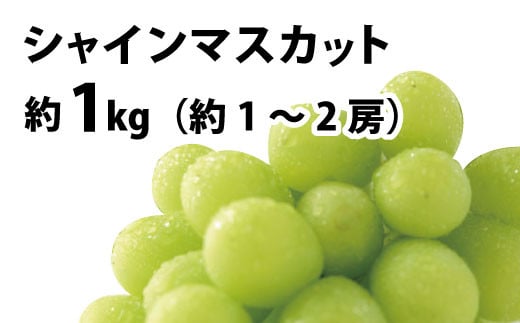 [No.5657-3626]10月13日開催 信州須坂ランニングフェス 出走権&シャインマスカット 約1kg（約1～2房）■2024年発送■※9月上旬頃～10月下旬頃まで順次発送予定