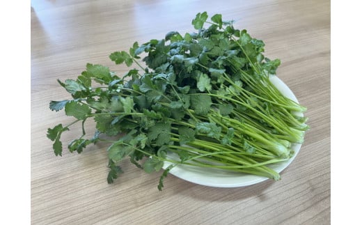 LED水耕栽培 香味野菜（パクチー）250g＜野菜 やさい パクチー 香草野菜 美容 オーガニック アジア野菜  愛媛県 鬼北町＞