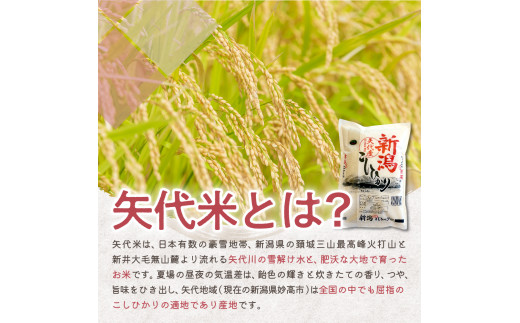 【2025年1月上旬発送】【定期便】令和6年産 新潟県矢代産コシヒカリ2kg×2回（計4kg）