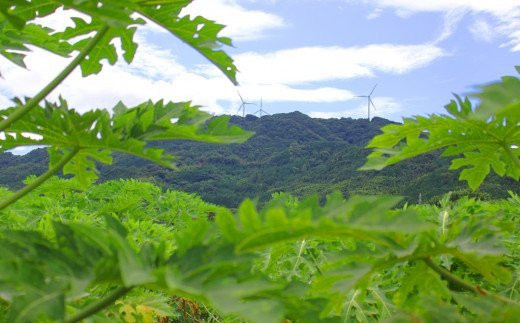 農薬・化学肥料を使わず、日照時間の多い瀬戸内海式気候の平生町で、太陽の光をたっぷりと浴びて育っています！