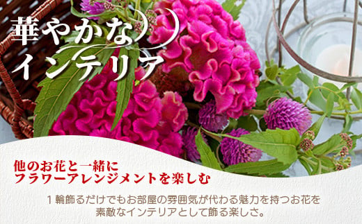 【先行受付】【6月中旬～9月発送】けいとう 15本～20本  徳島県 那賀町産【相生の花 徳島県 那賀町 生花 お花 花束 生け花 華道 鶏頭 ケイトウ 生産者直送 プレゼント 贈り物 フラワーアレンジメント インテリア ドライフラワー 切り花 切花 仏花 お盆 彼岸】 MN-1