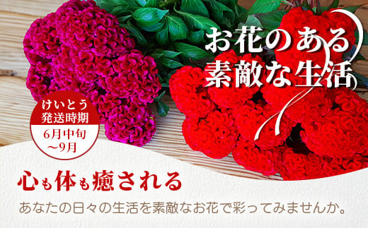 【先行受付】【6月中旬～9月発送】けいとう 15本～20本  徳島県 那賀町産【相生の花 徳島県 那賀町 生花 お花 花束 生け花 華道 鶏頭 ケイトウ 生産者直送 プレゼント 贈り物 フラワーアレンジメント インテリア ドライフラワー 切り花 切花 仏花 お盆 彼岸】 MN-1