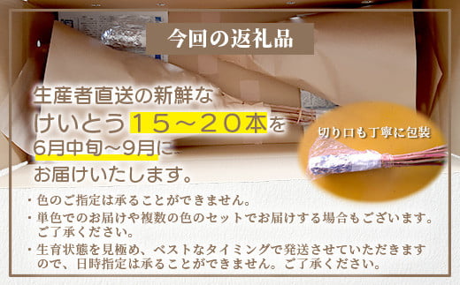 【先行受付】【6月中旬～9月発送】けいとう 15本～20本  徳島県 那賀町産【相生の花 徳島県 那賀町 生花 お花 花束 生け花 華道 鶏頭 ケイトウ 生産者直送 プレゼント 贈り物 フラワーアレンジメント インテリア ドライフラワー 切り花 切花 仏花 お盆 彼岸】 MN-1