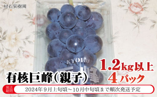 [No.5657-3796]有核巨峰（親子）4パック（1.2kg以上）《村石果樹園》■2024年発送■※9月上旬頃～10月中旬頃まで順次発送予定