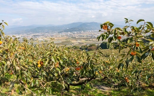 江藤農園 富有柿 16玉から19玉(約5kg) 2024年11月15日から11月30日 出荷予定